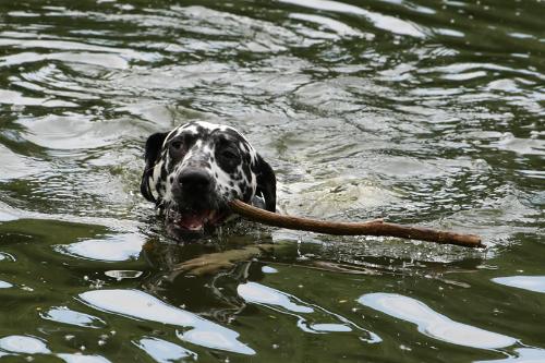Dalmatian retrieving his stick from the lake - A dalmatian retrieving a stick from the lake in Ropner Park, Stockton-on-Tees, England.  Taken on Saturday the 7th of June, 2008.  © Helen K Brand