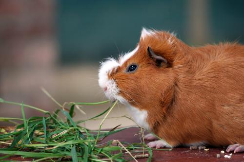 Guinea Pig - A guinea pig munching on grass at Monk Park Farm, Bagby, Thirsk, England.   Taken on Tuesday the 18th of September, 2007.  © Helen K Brand