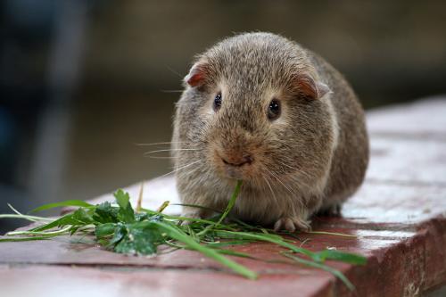 Guinea Pig - A guinea pig munching on grass at Monk Park Farm, Bagby, Thirsk, England.  Taken on Tuesday the 18th of September, 2007.  © Helen K Brand