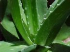 Aloe Plant - Photo of an Aloe Vera plant which has many healing properties.