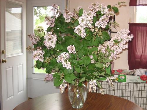 Lovely Lilacs - Ahhh the aroma around here is so great right now. Lovely Lilacs - Ahhh the aroma around here is so great right now.
