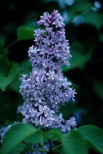 Lilac Blossom~Queens Botanic Gardens - image of a lilac tree