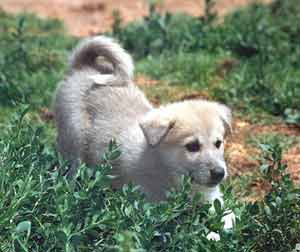 Dogs - this is canaan dog