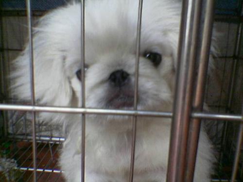 Lil' prisoner - Tommie is gulty for peeing in the garden. He's soo sad now.