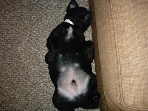 Lab Pup - Black Lab 4 months