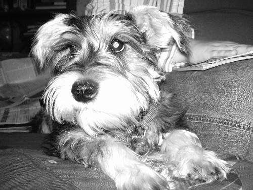 Friend's dog - Friends of our brought over thier little terrier. The kids had a blast and I took advantage and took some pics. Used and old 5mp cam.