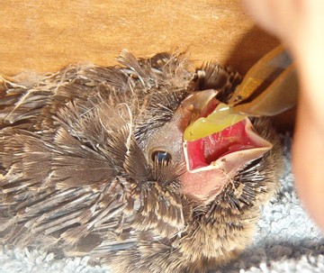 Baby Robin Eating - Day 2 of baby robin rescue. I'm feeding him a bit of grape in this photo.
