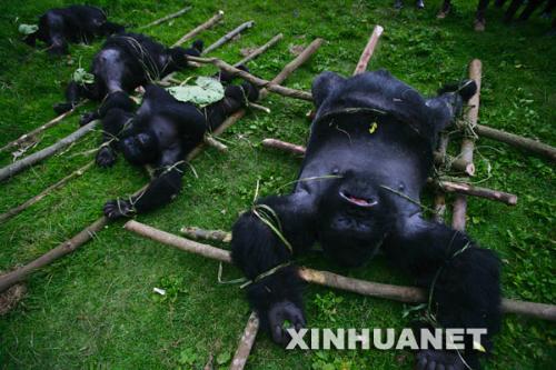 poach - gorilla to be killed....