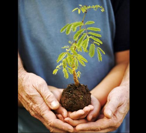 Plant a tree - Please plant as much of trees a s you can for your children,for their future.