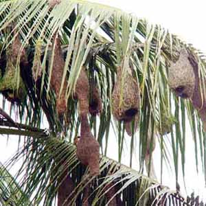 Nest - A weaver bird building its nest on top of a palm tree.