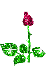 a beautiful rose - A rose I found so sparkly and pretty