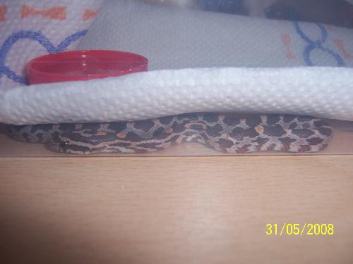 So little and not very well - One of our brood of 12 cornsnakes, he is not able to eat for some reason and it is getting a bit worrying.