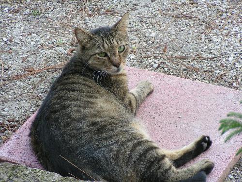 tabby cat - Our older cat was lounging by the front porch, so I decided to take a picture of him. I usually take more of our younger cat because he is more active. This is Sammy, our traveler. He has been to Maine and Niagara Falls with us.