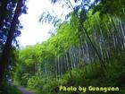 nature  - nature