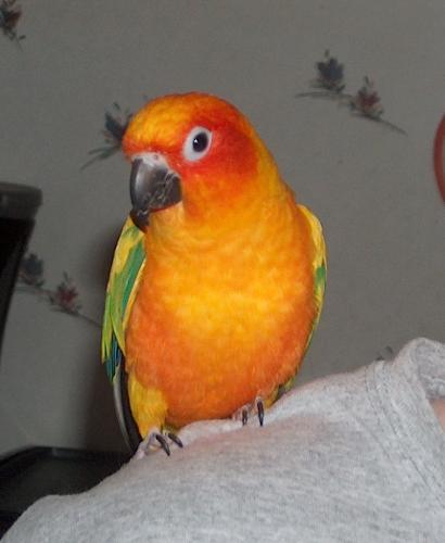 Little Bit - This is my Sun Conure.