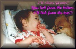family - This is a picture of my grandaughter and our little hero dog sharing a candy cane.