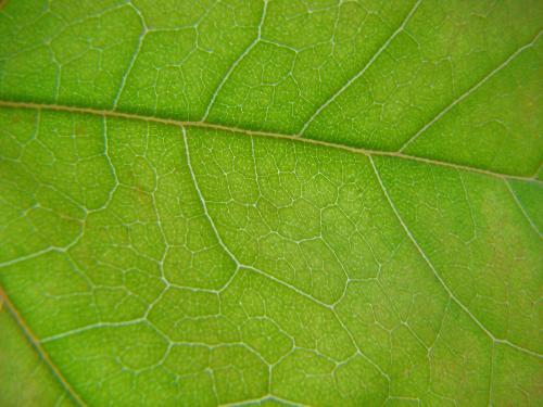 Maple Leaf Wallpaper - Green maple leaf wallpaper
