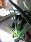 Awesome healing power! - aloe vera