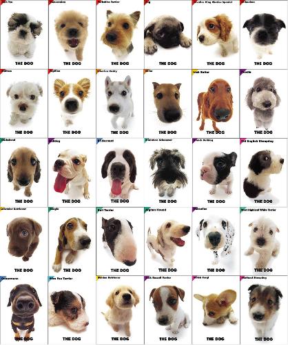 types of dogs - pictures of dogs