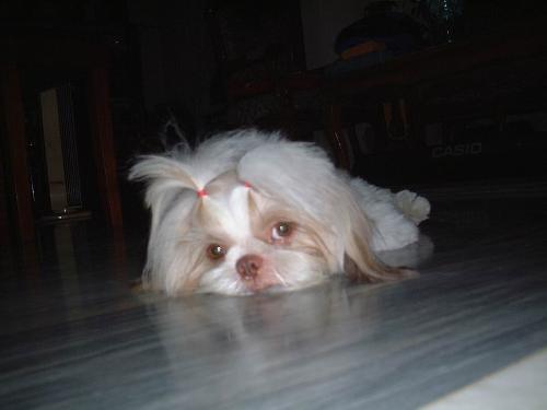 shih-tzu - A shih-tzu with brown nose, lying down and looking a bit sad. shih-tzu - A shih-tzu with brown nose, lying down and looking a bit sad.
