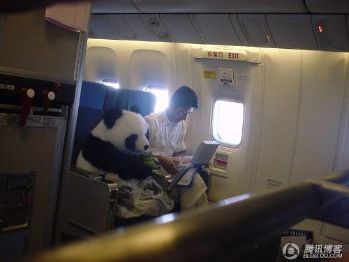 panda - so lovely panda it is