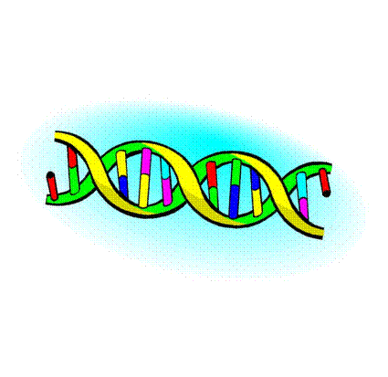 Genetics - The double helix.