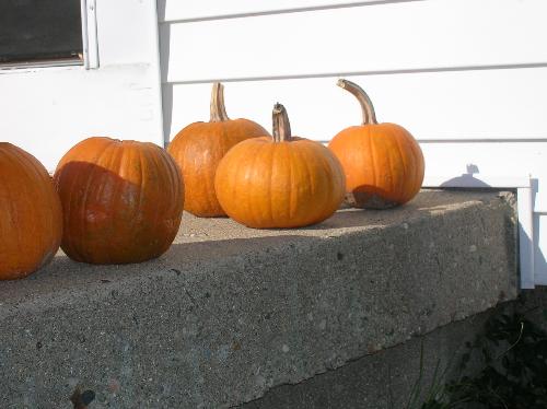 autumn, fall, leaves, red, green, yellow, orange,  - autumn, fall, leaves, red, green, yellow, orange, colors, fun
