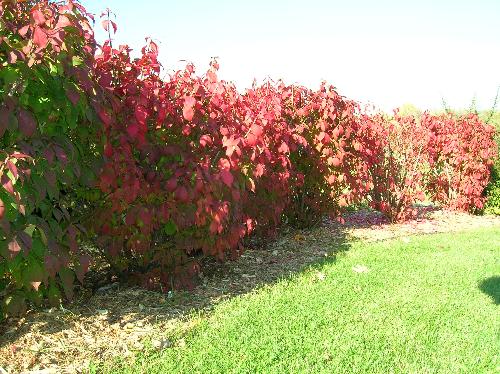 autumn, fall, leaves, red, green, yellow, orange,  - autumn, fall, leaves, red, green, yellow, orange, colors, fun