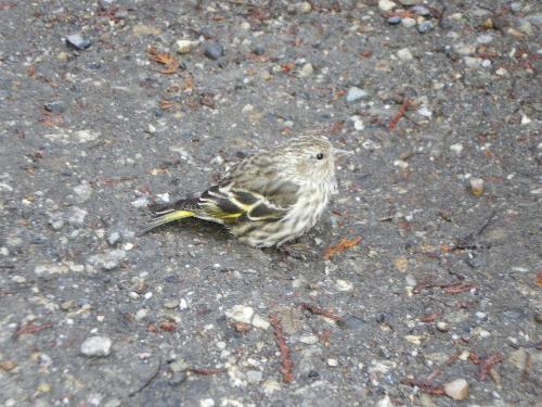Pretty BC bird - This was taken by my boyfriend while he is in BC