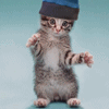 cat dance - the cat is dancing! mamamiya its a miracle!!
