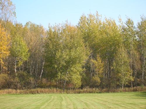autumn, fall, leaves, red, green, yellow, orange,  - autumn, fall, leaves, red, green, yellow, orange, colors, fun
