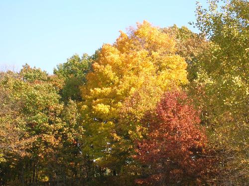 autumn, fall, leaves, red, green, yellow, orange,  - autumn, fall, leaves, red, green, yellow, orange, colors, fun