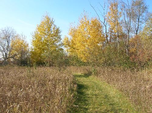 autumn, fall, leaves, red, green, yellow, orange,  - autumn, fall, leaves, red, green, yellow, orange, colors, fun