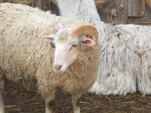 'Sparky' the Homozygous BB Booroola Ram - Booroola sheep are very, very rare.