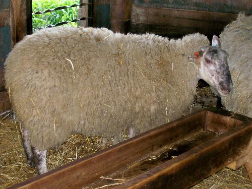 'Sakina', the BB Booroola Ewe - She is the only one in Canada, very rare. And quite pretty, too.