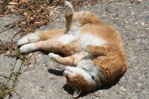 Stretching Cat - A white and orange tabby cat stretching on a stone walkway.