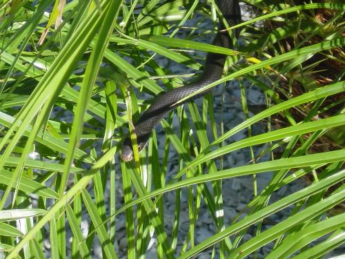 My Pet Snake - He's name is 'Blackie'