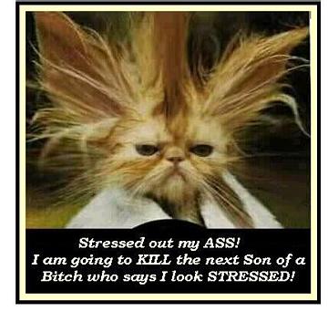 so stressed out it could kill!...you don't want to - I guess this is what's meant by'looks that could kill'...you don't want to touch this...