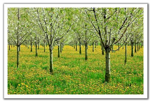 dandelions - view