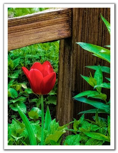 red - tulip