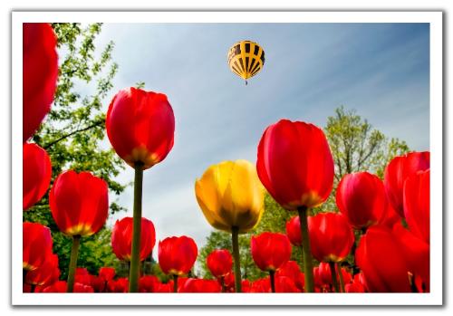 tulips - view