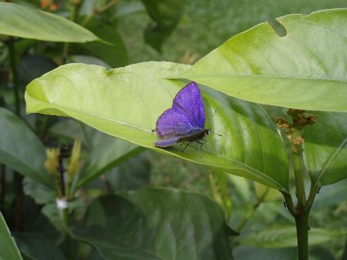 purple butterfly - I was so amazed to see a small and cute butterfly in purple color sitting on a leaf. This was the first time I came across such beautiful butterfly.It was very much smaller than the ordinary butterfly that I usually saw.
