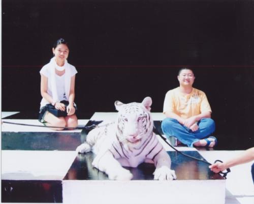 Photo Taken with White tiger - Photo taken with Siberian Tiger (a.k.a. white tiger) in my trip.