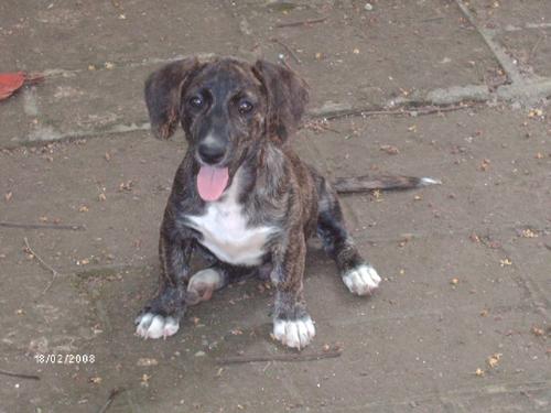 Boston - This is our little Dachshund! His name is Boston. It used to be Boscow, but we changed it to Boston because it was easier to remember.