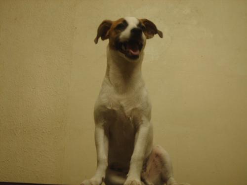 Bruce Wane - This is our little Jack Russel. His name is Bruce Wayne (how do you spell wane...wayn...wayne?)