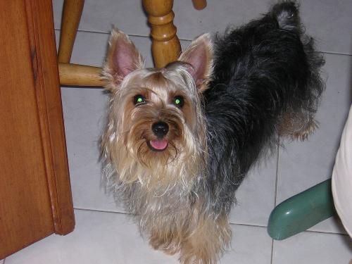My Yuki - Yuki is my dog, my sister.