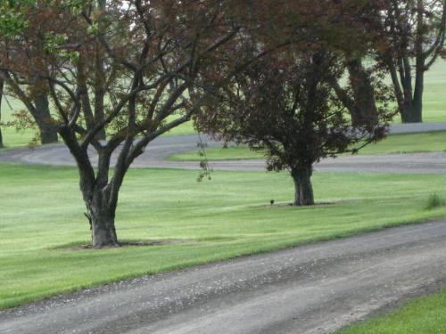 Trees in the park. - Trees in the park on the edge of town. (I was practising with my digital on an early morning walk.)