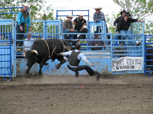 Rough riders hitting the ground at a local rodeo - This photo was taken at a Rodeo and the rider is hitting the ground...even though we captured him in the air!