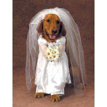 gods lovers site or dogs abuse - I wouldn't dress my dogs like this....no way