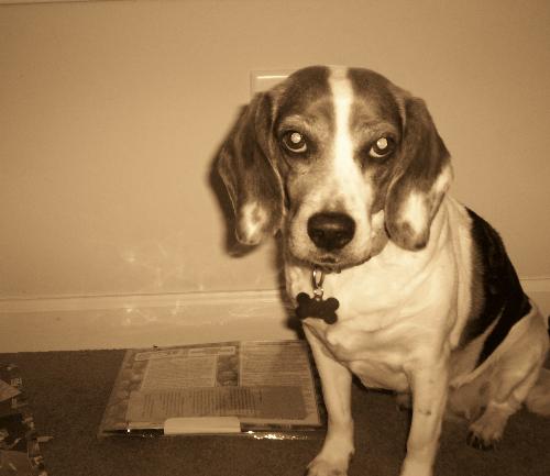 Ladybug - Our beagle Ladybug.
